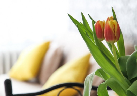 Kaip paruošti namus pavasariui? Keli paprasti patarimai kiekvienam